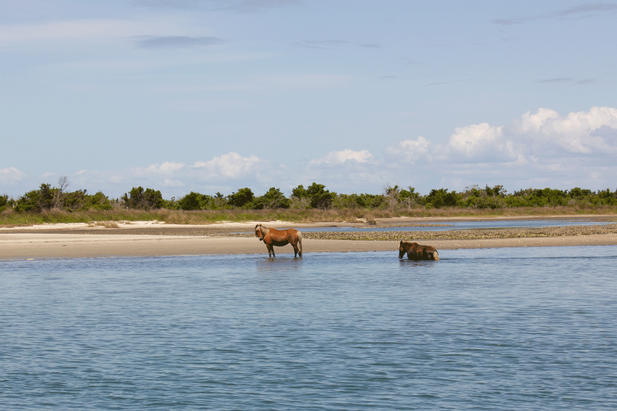 Shackleford Banks